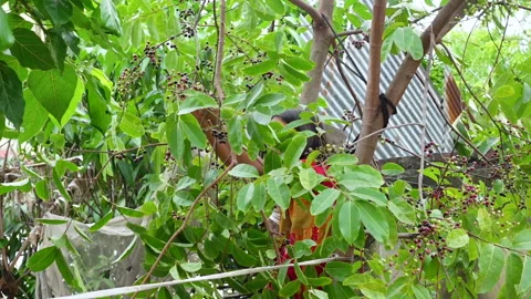 A girl plucking Java plums fruits from the tree Stock Footage 310606744