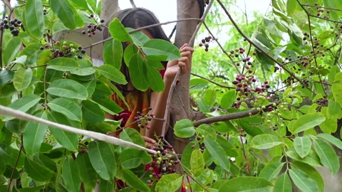 A girl plucking Java plums fruits from the tree Stock Footage 310607029