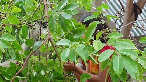 A girl plucking Java plums fruits from the tree Stock Footage 310607093