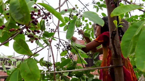 A girl plucking Java plums fruits from the tree Stock Footage 310607346