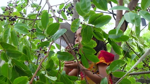 A girl plucking Java plums fruits from the tree Stock Footage 310607349