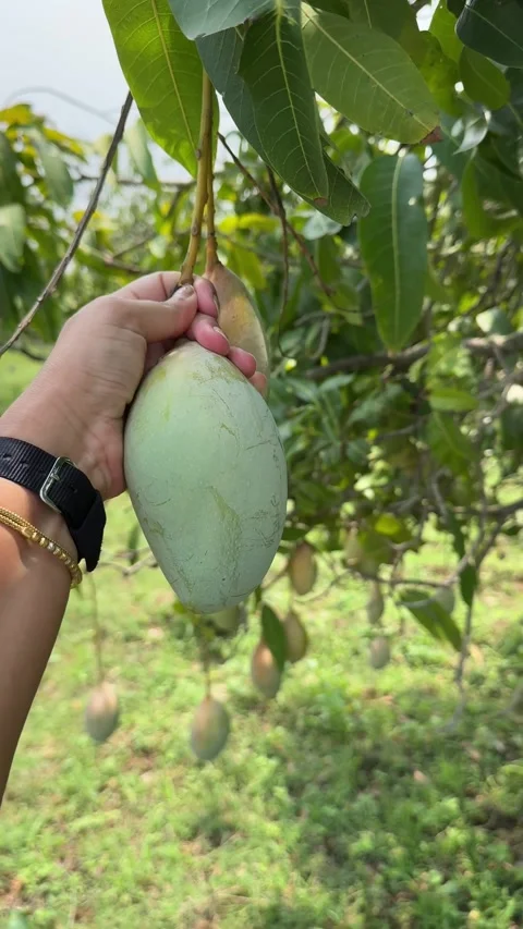 A girl plucking mango from a mango tree in a mango farm Stock Footage 337398613