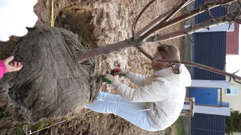 Girl prepares apple tree for planting and removes transportation wire from Stock Footage 168542653