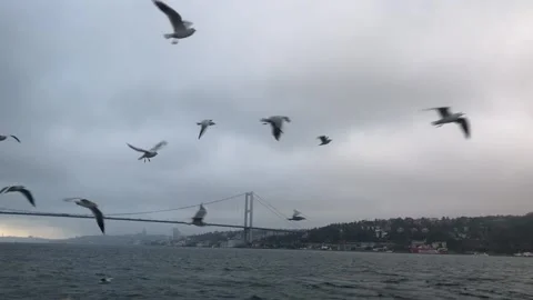 The girl pulls her hand with bread to feed the seagulls. Feeding seagulls by Stock Footage 201153055