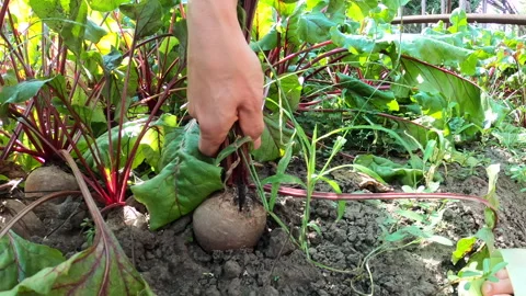 The girl pulls out a beet in the garden. Slow motion. Stock Footage 205597294