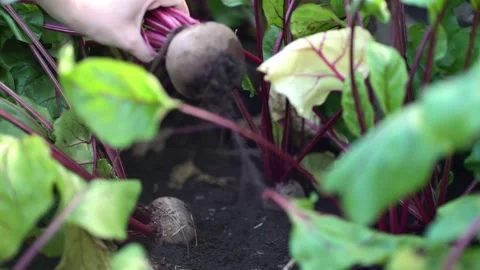 Girl pulls ripe beetroot from dark garden soil, holding green leaves  Stock Footage 341902780
