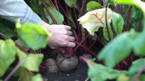 Girl pulls ripe beetroot from dark garden soil, holding green leaves with red Stock Photos