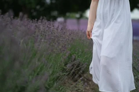 Girl in pure white dress walking in lavender bush Stock Photos