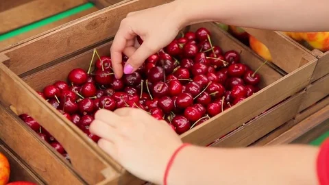 Girl puts cherries in boxes Stock Footage 75428273