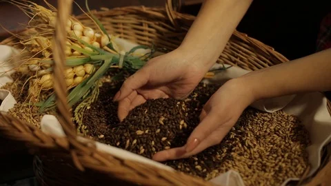 Girl raises wheat with hand Stock Footage