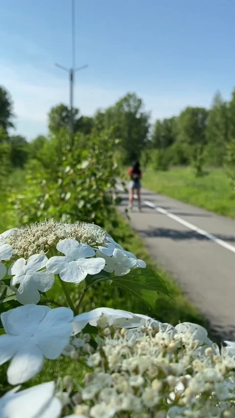 A girl rides on roller skates in a park of beautiful flowers. Stock Footage 155870853