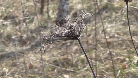 Girl rollerblading 스톡 동영상 37114947
