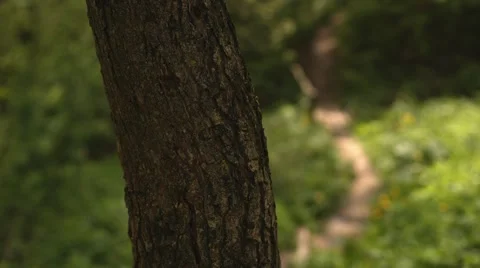 Girl is running in the forest Stock Footage 63135256