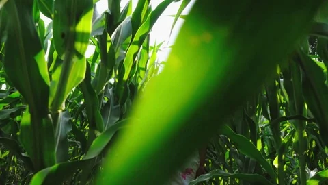 The girl runs between the rows of growing corn Stock Footage 77183942
