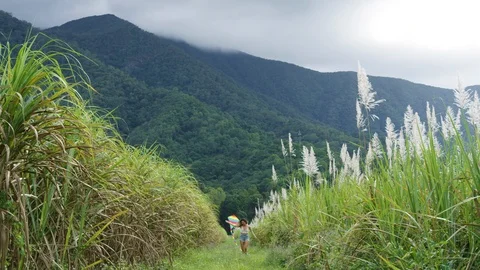 A girl runs through sugarcane fields with a multi-coloured rainbow kite. Freedom Видео 113468257