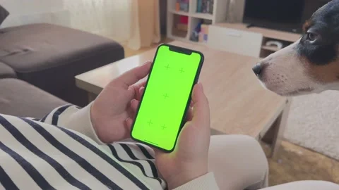 Girl sitting on sofa with smartphone while her Jack Russel terrier puppy wants Stock Footage 236584410