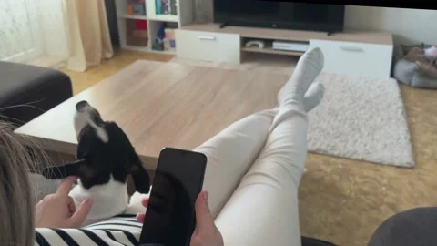 Girl sitting on sofa with smartphone while her Jack Russel terrier puppy wants Vidéo 236584433