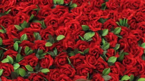 Girl smiling at camera on the background of red roses Stock Footage 67860152