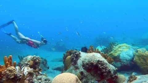 Girl snorkeling with coral reef and tropical fish in the Caribbean Sea Stock Footage