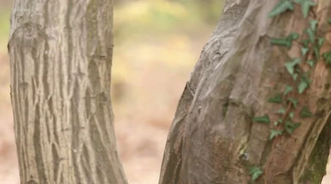 Girl standing by the tree and waving Stock Footage 59554423