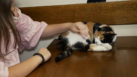 The girl stroked the cat Stock Footage 94042353