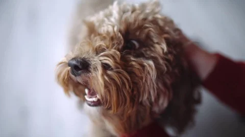 Girl strokes curly dog, smiling cur dog, Labradoodle looks to the camera Stock Footage