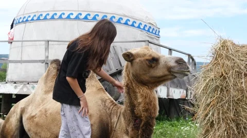 A girl strokes a lying camel. Video stock 303623985