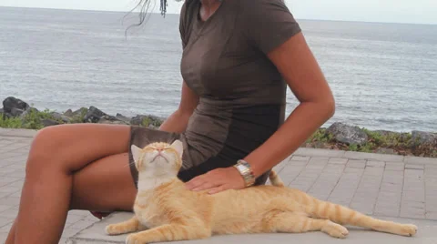 Girl stroking a ginger cat Stock Footage 36784019