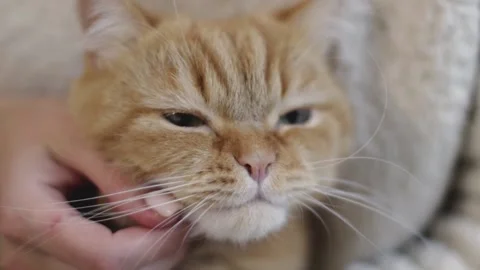 The girl is stroking her cat. Stock Footage 220155959