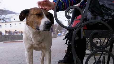 Girl Stroking a Homeless Dog near a Benc... | Stock Video | Pond5