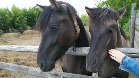 The girl is stroking the horses Stock Footage 79673003