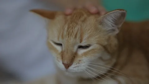 Girl Stroking Red Cat While Sitting on Bed, Pet Love. Child Stroking and Petting Video stock 252456842