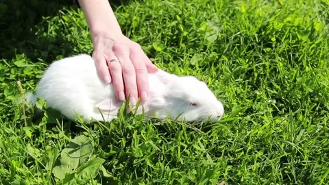 Girl Stroking The White Rabbit Sitting On A Green Grass Stock Footage 77464185