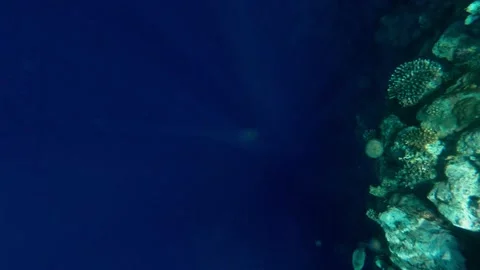 Girl swims in the red sea Stock Footage 166375806