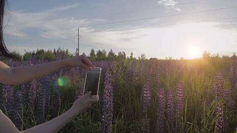 The girl takes a photo of flowers from her phone. Lupine Stock Footage