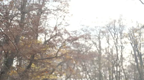 Girl talking with parents while they walking in the park Stock Footage 59553718