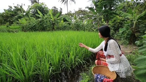 Girl Touch Paddy Stock Footage 125179844