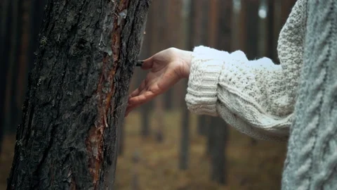 Girl touching the bark of a tree in the forest Stock Footage 141968844