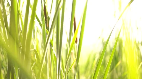 Girl touching grass Stock Footage 66782280