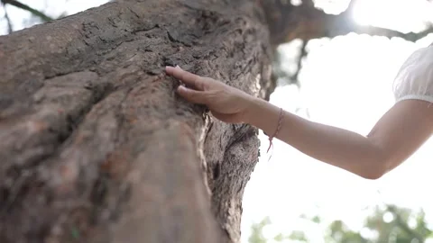 Girl Touching a tree bark 2 Stock Footage 295103757