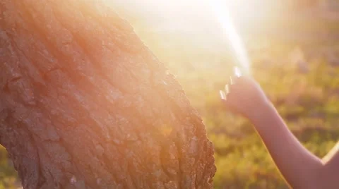 Girl is touching the tree Video stock 45139022