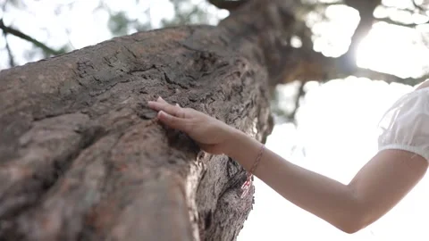 Girl Touching a tree from the top to the bottom 1 Stock Footage 295103841