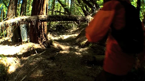 Girl Trekking Through Forest Wilderness Stock Footage