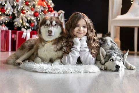 Girl with two huskies on a Christmas background Foto stock
