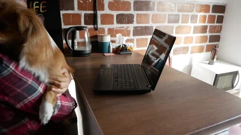 Girl Using Laptop Computer With Her Pet Dog Having Rest At Home Video stock 130335501