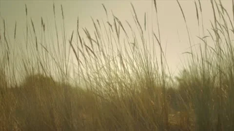 Girl walking in dune 스톡 동영상 10843608