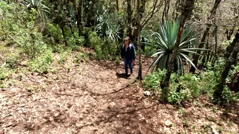 Girl walking in forest between trees with sunglasses and back pack 動画素材 287361257