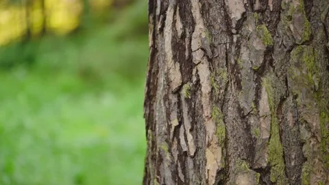 A girl walking in the forest passes by a tree, touches the bark. A traveler with Stock Footage 133914119