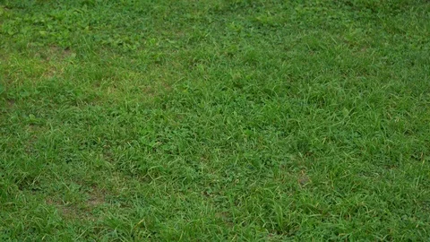 The girl is walking on the grass 動画素材 89901497