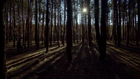 Girl walking in the the pine forest at warm sunse Stock Footage 84632504